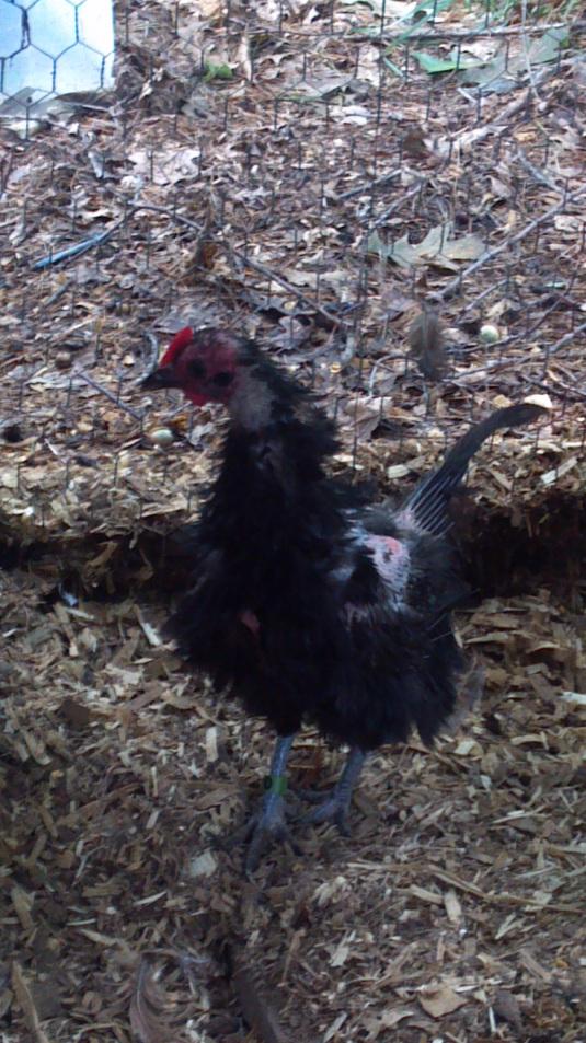 Lesson 611 – Quotable Chicks