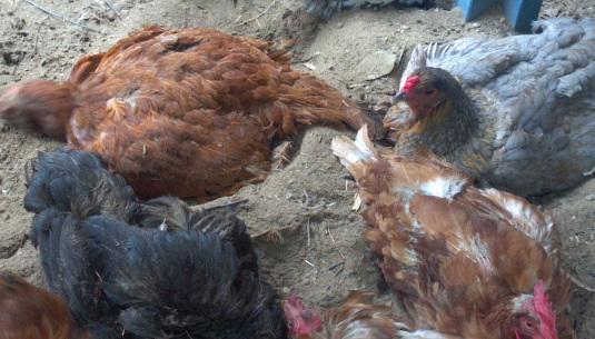 Lesson 611 – Quotable Chicks