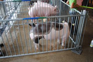 Pigs at Delaware state fair, 2012: Photo by Lee Cannon at flickr.com