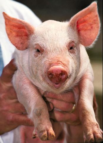 Pig (Public Domain Image)