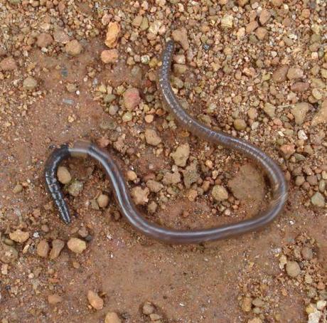 A real earthworm.  Sorry--pictures of the robotic version weren't available at the time.