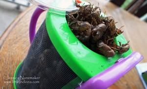 Cicada Guessing Contest