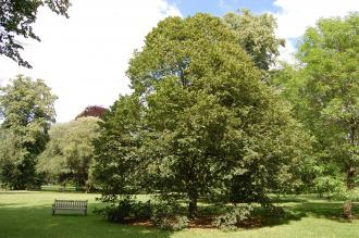 Tilia platyphyllos (28/07/2012, kew Gardens, London)