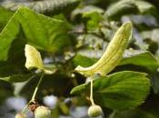 Plant Week: Tilia Platyphyllos