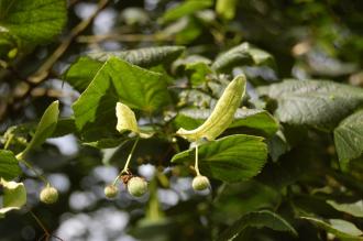 Tilia platyphyllos Flower (28/07/2012, kew Gardens, London)