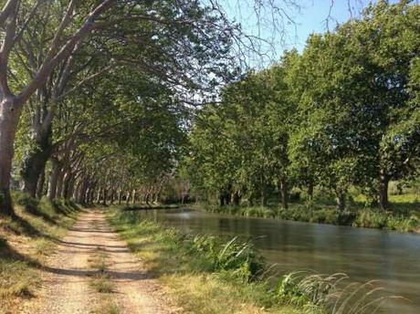 towpath and plane trees along canal du midi