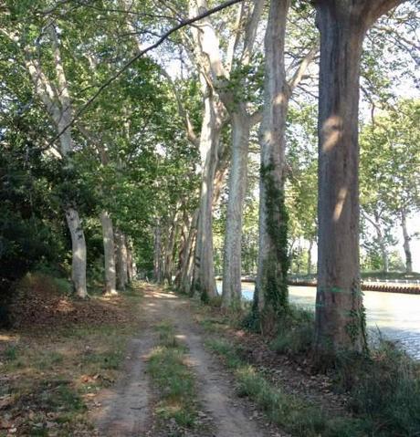 Marked Plane trees on Canal du Midi