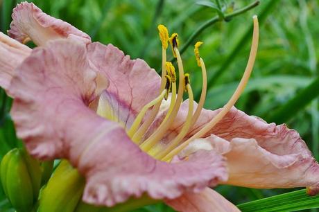 Combining Daylilies with a Photo Challenge