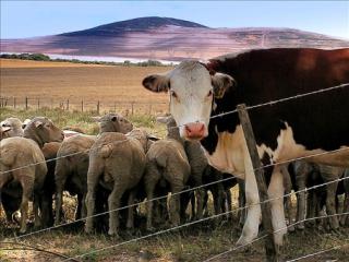 Cattle ranching hit hard by drought: image via kstp.com