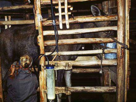Moose Being Milked By Machine In Russia (Photo by Alexander Minaev)