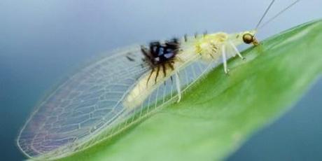 Armchair scientists are on fire