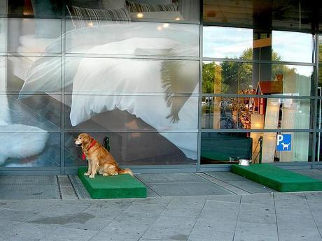 Dogs rest while their owners shop at Ikea.