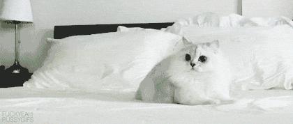 I Want This cat.