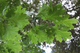 Quercus rubra Leaf (28/07/2012, Kew Gardens, London)