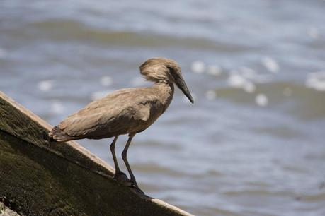 Hammerkops often perch on the neighbour's roof. Here's one on the edge of Lake Victoria, a few km away