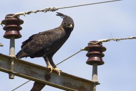 A Long-Crested Eagle watched me from a telegraph post when I first viewed my new house