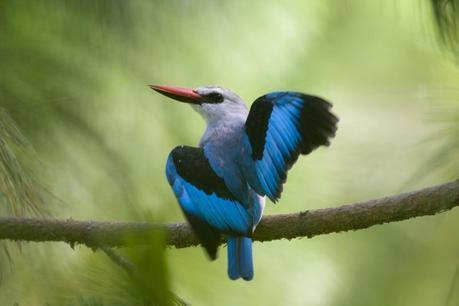 The fabulous Woodland Kingfisher, Kampala
