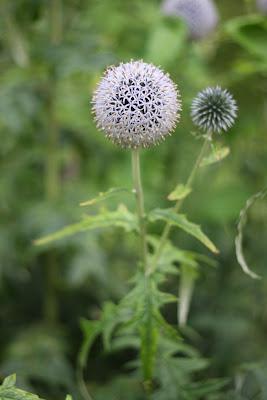 Bristol Botanic Garden