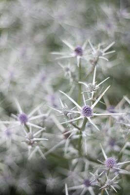 Bristol Botanic Garden