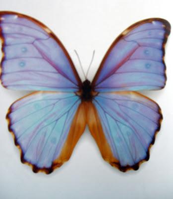 Butterflies as Photographed by C. Marley