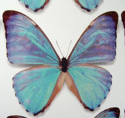 Butterflies as Photographed by C. Marley