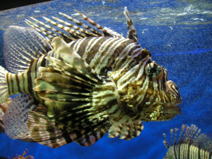 Lionfish (Photo by Keith Schengili-Roberts/Creative Commons via Wikimedia)