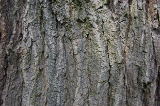 Sophora japonica Bark (28/07/2012, Kew Gardens, London)