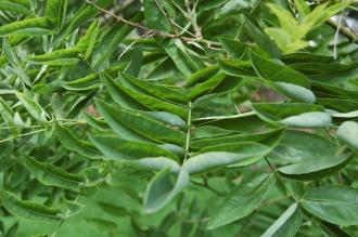 Sophora japonica Leaf (28/07/2012, Kew Gardens, London)