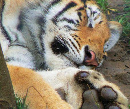 Sleeping Tiger (Photo by Eddy Van 3000/Creative Commmons via Wikimedia)