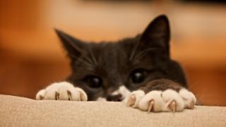 Claws: Image by Minkuni, Flickr