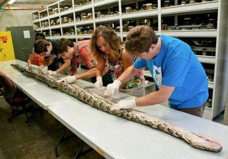 Biggest Burmese python found in Florida