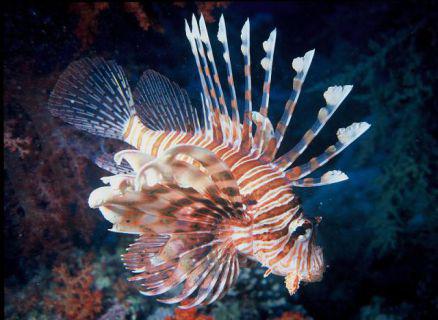 Lionfish (Public Domain Image)