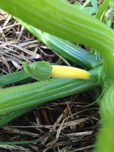 Gold at the allotment