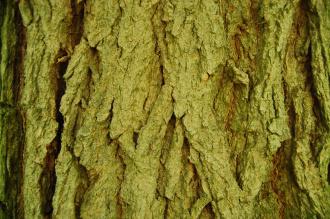 Catalpa speciosa Bark (28/07/2012, Kew Gardens, London)