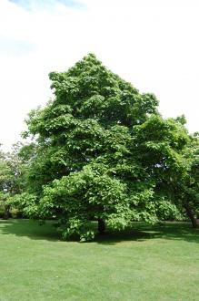 Catalpa speciosa (28/07/2012, Kew Gardens, London)