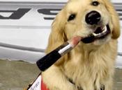 Nonprofit Raises Awareness Importance Assistance Dogs