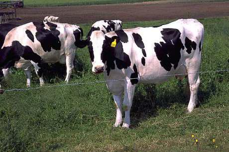 Cows (Public Domain Image)