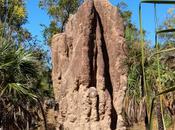 Magnetic Termite Mounds: Favorite Piece Architecture Northern Territory