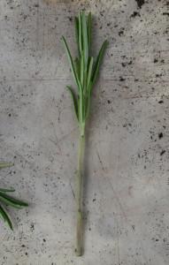 Rosemary cuttings