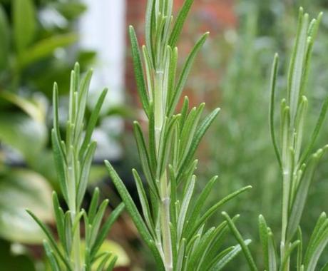 taking rosemary cuttings