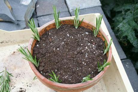 rosemary cuttings