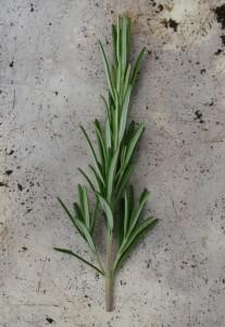 Rosemary cutting