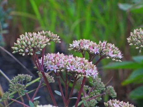 Sedum and weep