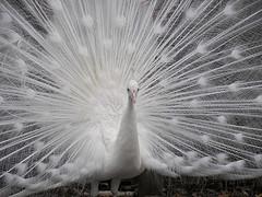 A Princely Palace and The White Peacock