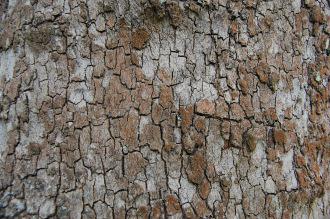 Platanus orientalis Bark (28/07/2012, Kew Gardens, London)