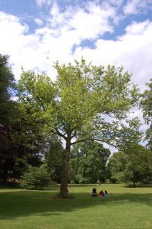 Platanus orientalis (28/07/2012, Kew Gardens, London)