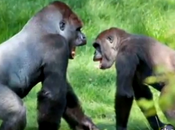 Gorilla Brothers Kesho Reunited