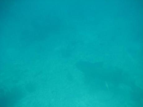 277921 542494446495 909868066 o 650x487 Key West Birthday Trip: Snorkeling in the Atlantic Ocean