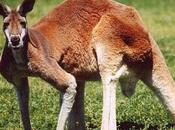 Roos Loose From