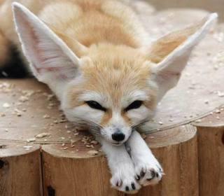 Fennec Fox: Image by Yvonne in Willowick Ohio, Flickr